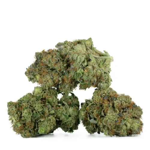 Master-Kush-Strain-Multi-4-768x768 Master Kush